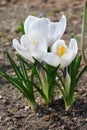 The first spring white  crocuses bloomed in a forest glade Royalty Free Stock Photo