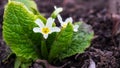 The first spring white flowers in the open ground