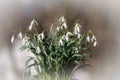 First spring white flowers snowdrops Galanthus nivalis closeup on blurred background. Royalty Free Stock Photo