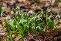 First spring white snowdrop flowers on a ground Royalty Free Stock Photo
