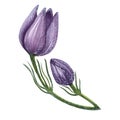 First spring wild flower purple Pulsatilla, Eastern pasqueflower, prairie crocus, cutleaf anemone, rock lily. Watercolor