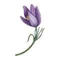 First spring wild flower purple Pulsatilla, Eastern pasqueflower, prairie crocus, cutleaf anemone, rock lily. Watercolor