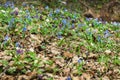 The first spring wild flowers in the forest. Early spring blooming flowers on the meadow. Royalty Free Stock Photo