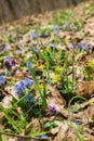 The first spring wild flowers in the forest. Early spring blooming flowers on the meadow. Royalty Free Stock Photo