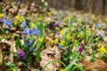 The first spring wild flowers in the forest. Early spring blooming flowers on the meadow. Royalty Free Stock Photo