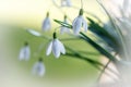 First spring wild white snowdrops flowers Galanthus nivalis closeup Royalty Free Stock Photo