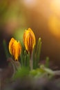 The first spring yellow crocuses on a bright sunny day, macro shot.