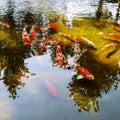 Coi carp in central park playing. Royalty Free Stock Photo