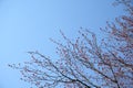 first spring young gentle leaves, buds and branches against blue sky. View of first leaves texture background Royalty Free Stock Photo