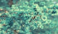 The first spring young leaves of a larch needle close-up on a blurred natural background. Copy space, spring plant growth Royalty Free Stock Photo