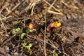 The first sprouts of the coltsfoot plant, peeking out of the dry grass