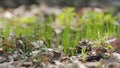 First sprouts of green grass in the forest. Beautiful spring sunset nature background. Macro shot. Royalty Free Stock Photo