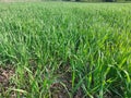 This is the first stage of wheat