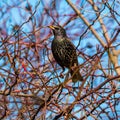 First starling on the eve of spring