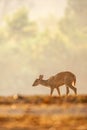 First step of baby Muntjac in the golden grassland in summer season. Relaxation tropical landscape in morning light. Glittering