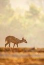 First step of baby Muntjac in the golden grassland in summer season. Relaxation tropical landscape in morning light. Glittering