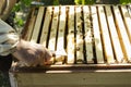 First step of process of inspecting beehives.Man using special tool for checking brood frames Royalty Free Stock Photo