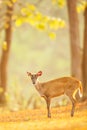 A first steps of baby fawn into the wild on summer morning, The World Heritage Site, Khao Yai National Park, Thailand Royalty Free Stock Photo