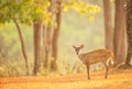 A first steps of baby fawn into the wild on summer morning, The World Heritage Site, Khao Yai National Park, Thailand