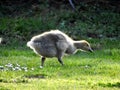 Goose chick first steps on the grass