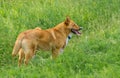 Young four-legged friends