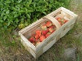 First strawberries