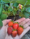 The first strawberry harves polybags Royalty Free Stock Photo