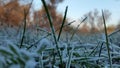 The first sudden early snow on green grass. cold