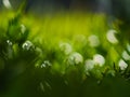 The first summer green leaves are delicate close-up, with beautiful blur and bokeh.