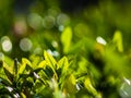 The first summer green leaves are delicate close-up, with beautiful blur and bokeh.
