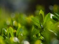 The first summer green leaves are delicate close-up, with beautiful blur and bokeh. Royalty Free Stock Photo