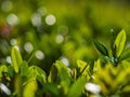 The first summer green leaves are delicate close-up, with beautiful blur and bokeh. Royalty Free Stock Photo