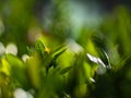 The first summer green leaves are delicate close-up, with beautiful blur.