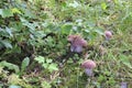 First summer forest mushrooms birch bolete.