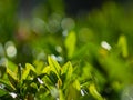 The first summer green leaves are delicate close-up, with beautiful blur and bokeh.