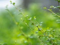 The first summer green leaves are delicate close-up, with beautiful blur and bokeh.