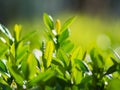 The first summer green leaves are delicate close-up, with beautiful blur and bokeh.