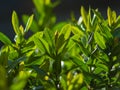 The first summer green leaves are delicate close-up, with beautiful blur and bokeh.