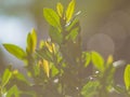 The first summer green leaves are delicate close-up, with beautiful blur and bokeh.