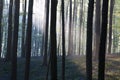 First sun light in a spring beech forest covered with bluebells