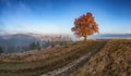 The first sun rays on lonely beech tree in foggy autumn landscape. Royalty Free Stock Photo