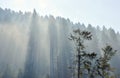 First sunbeams in the forest, Carpathian mountains, morning mist Royalty Free Stock Photo