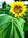 First sunflower to bloom this year Royalty Free Stock Photo