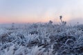 First sunlight on a early cold winter morning with frozen grass landscape and bright foggy glow. Misty winter morning Royalty Free Stock Photo