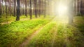 First sunrays in pine forest. Royalty Free Stock Photo