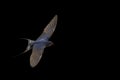 First swallow in flight isolated on black