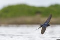 First swallow in flight