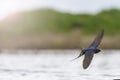 First swallow in flight over the water with sunny hotspot