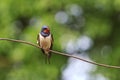 First swallow sitting on the wire Royalty Free Stock Photo