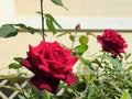 Tea rose: a species of Roses, its botanical name is Rosa hybrida. Royalty Free Stock Photo